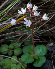 Crassula capensis capensis