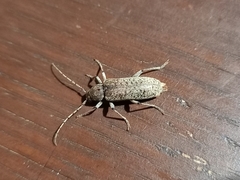 Trichoferus holosericeus