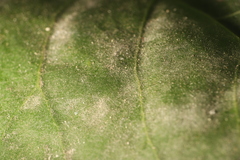 Erysiphe adunca adunca