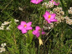 Chironia melampyrifolia