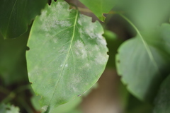 Erysiphe adunca adunca