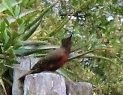 Geocolaptes olivaceus