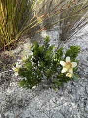 Roepera sessilifolia