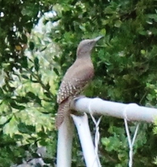 Geocolaptes olivaceus