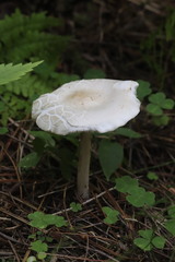 Melanoleuca strictipes