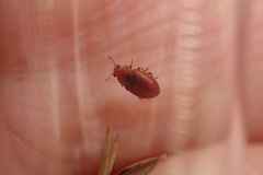 Coccidula rufa