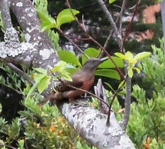 Geocolaptes olivaceus