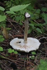 Melanoleuca strictipes