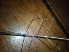 Bacillidae