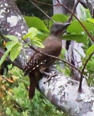 Geocolaptes olivaceus