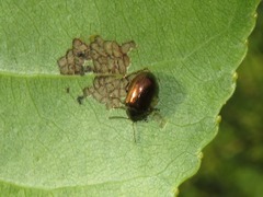 Phratora laticollis