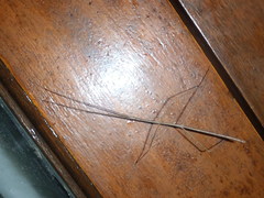 Bacillidae