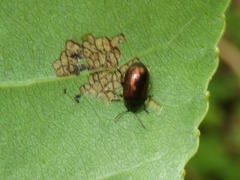 Phratora laticollis