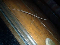 Bacillidae
