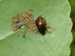 Phratora laticollis