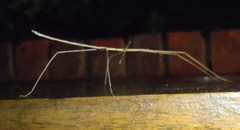 Bacillidae