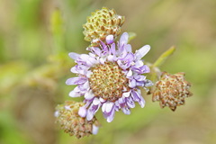 Phyllopodium cephalophorum