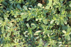 Portulaca oleracea