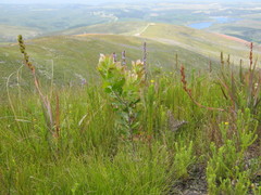 Leucospermum glabrum