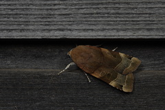 Noctua fimbriata