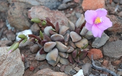 Anacampseros telephiastrum