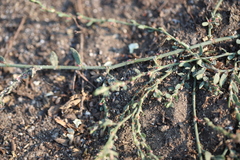 Polygonum aviculare
