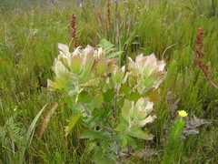 Leucospermum glabrum