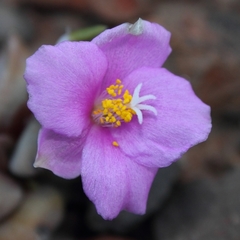 Anacampseros telephiastrum