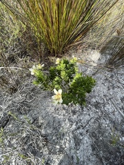 Roepera sessilifolia