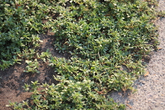 Portulaca oleracea