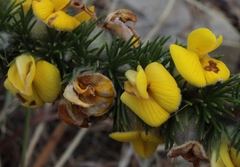 Aspalathus verbasciformis