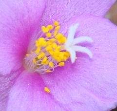 Anacampseros telephiastrum