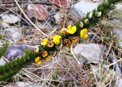 Aspalathus verbasciformis