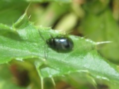 Phratora laticollis