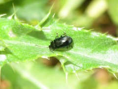 Phratora laticollis