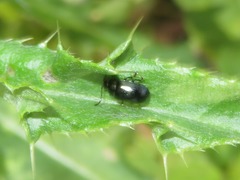 Phratora laticollis