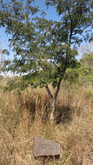 Parapiptadenia rigida