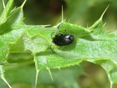 Phratora laticollis