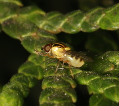 Thaumatomyia