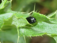 Phratora laticollis