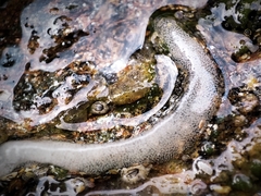 Siphonaria pectinata