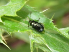 Phratora laticollis
