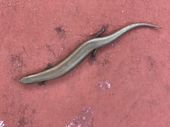 Chalcides bedriagai