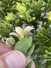 Roepera sessilifolia