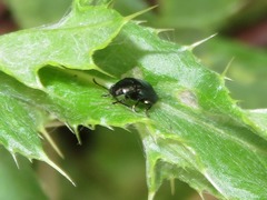 Phratora laticollis