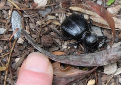 Moluris gibba