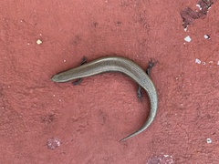 Chalcides bedriagai