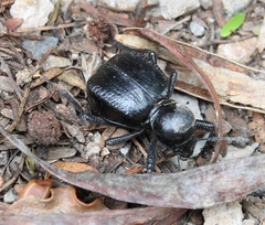 Moluris gibba