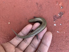 Chalcides bedriagai