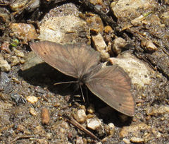 Cercyonis oetus